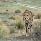 Cheetah's Rock 69