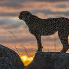 Cheetah's Rock 78