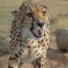 Cheetah's Rock 79