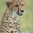 Cheetah's Rock 85