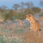 Cheetah's Rock 88