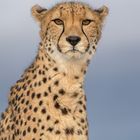 Cheetah's Rock 90