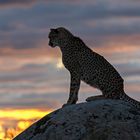 Cheetah's Rock 92