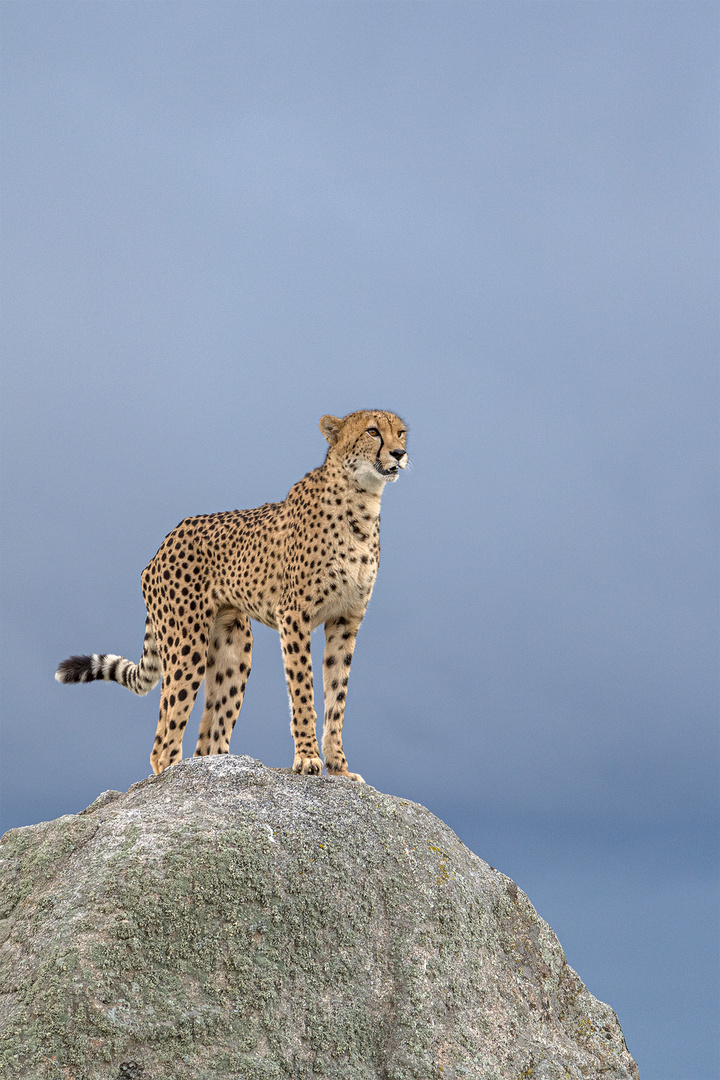 Cheetah's Rock 98