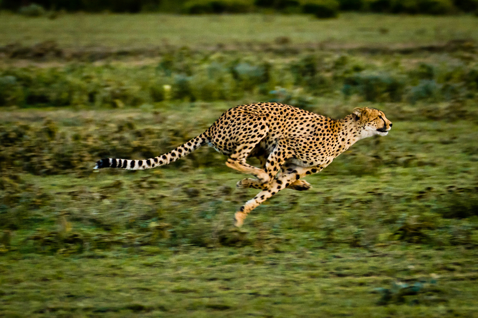 Cheetah´s run