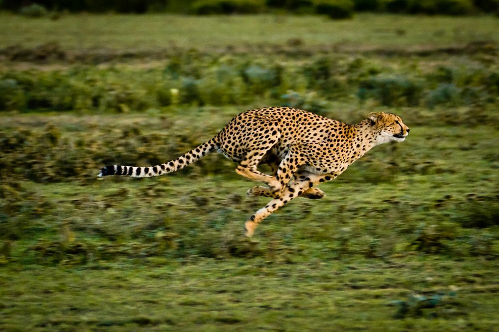 Cheetah´s run von Reisefotograf - Martin Buschmann