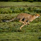 Cheetah´s run