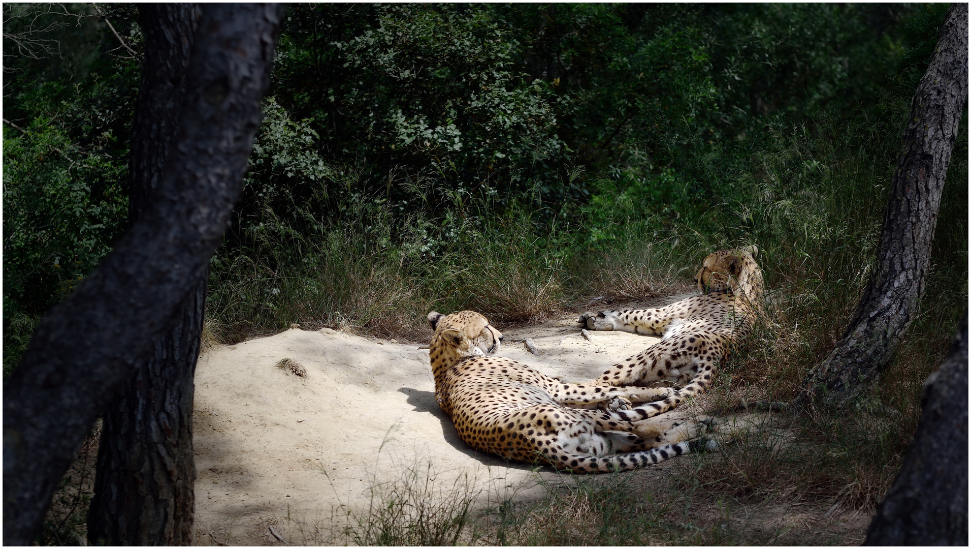 Cheetah's Siesta