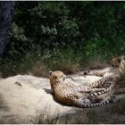 Cheetah's Siesta