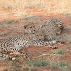 cheetahs_1_DSC01072