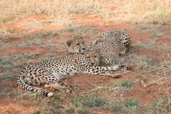 cheetahs_1_DSC01072