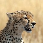 cheetahshowingteeth