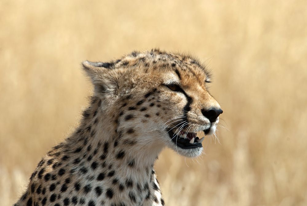 cheetahshowingteeth