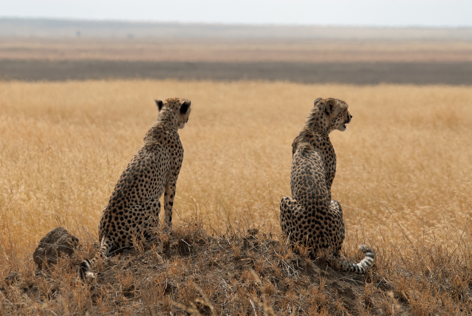 cheetahslookingaround