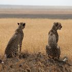 cheetahslookingaround