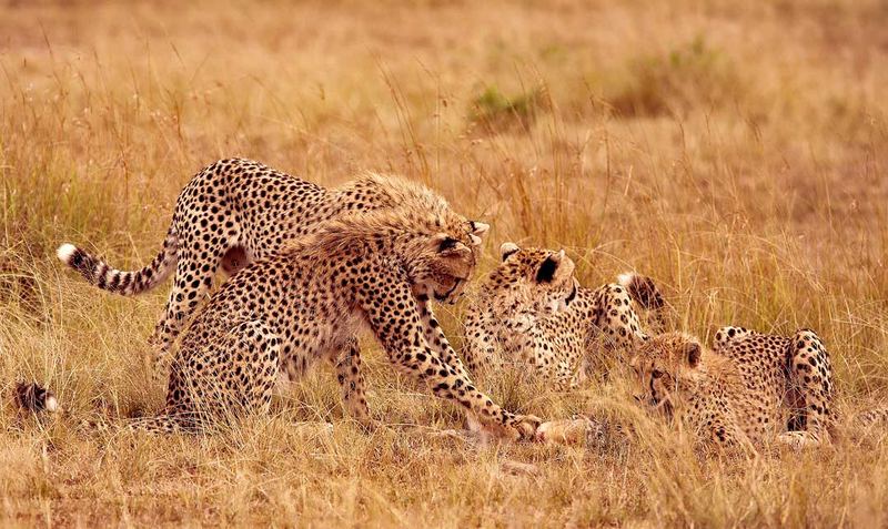 Cheetas playing with a rabbit - repost