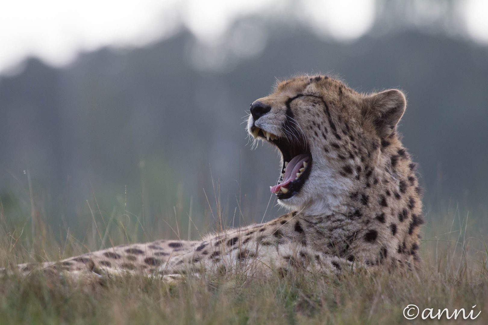 Cheetha Safaripark Beekse Bergen