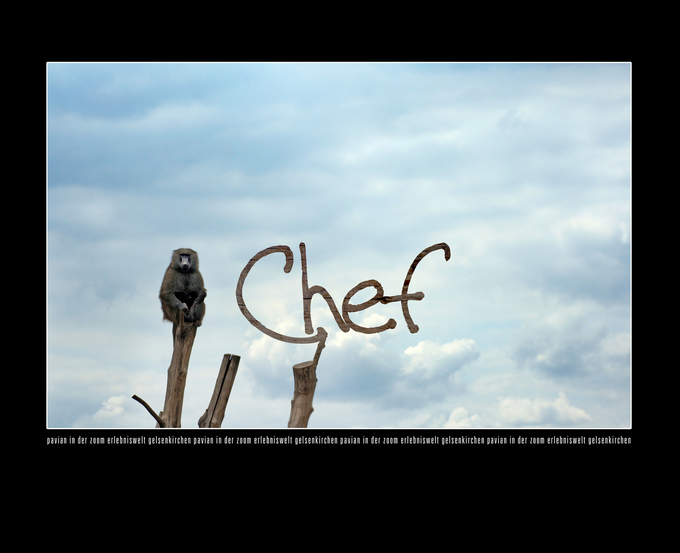 Chef