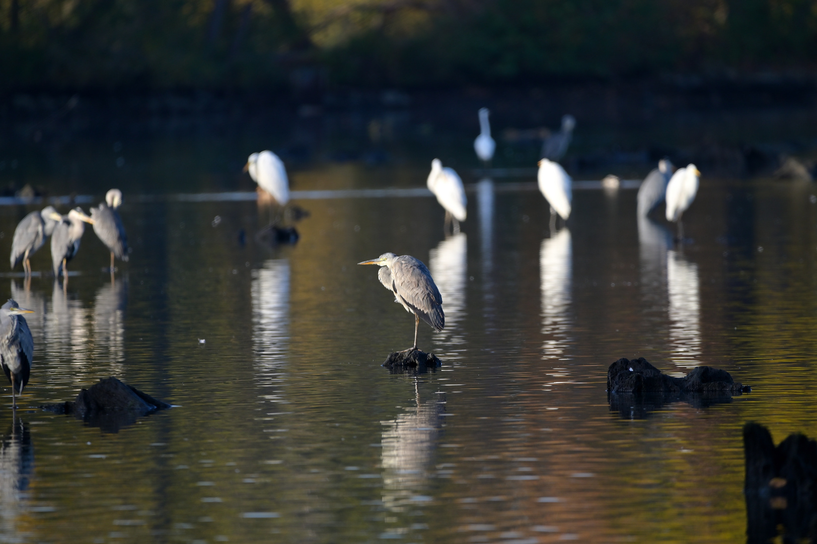 Chef auf´m Teich !!! Foto & Bild natur, herbst, landschaft Bilder auf