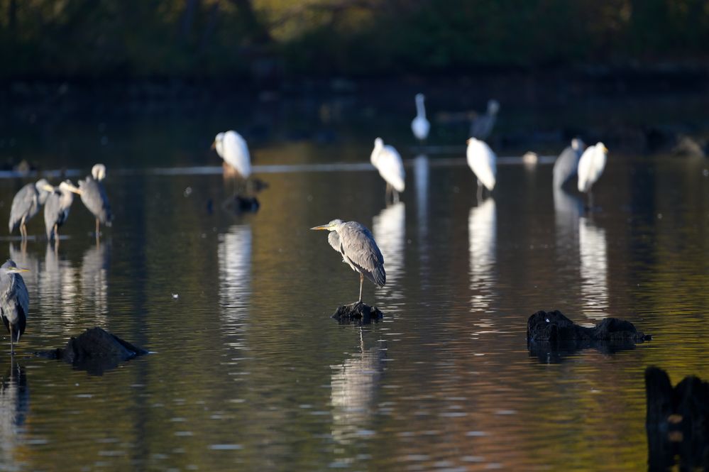 Chef auf´m Teich !!! Foto & Bild natur, herbst, landschaft Bilder auf