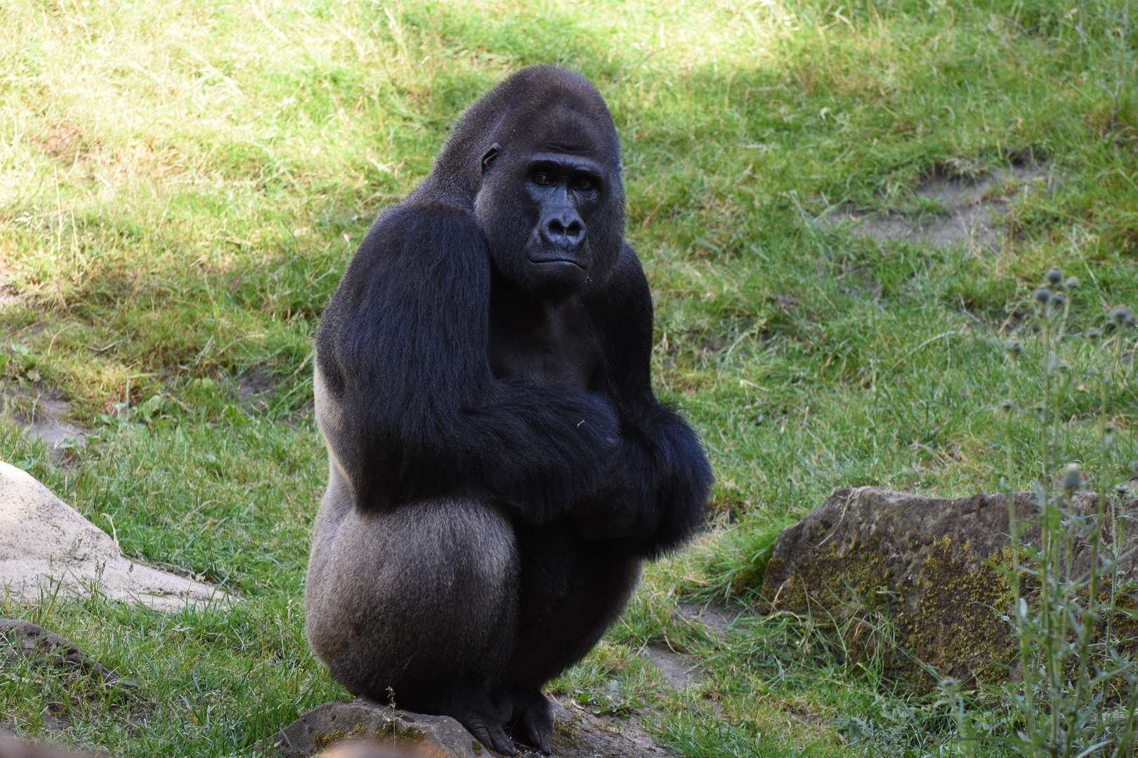 Chef der Gorillabande