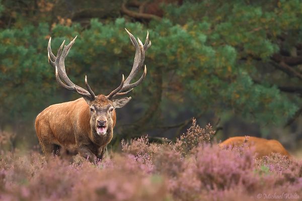 Chef für ein paar Tage