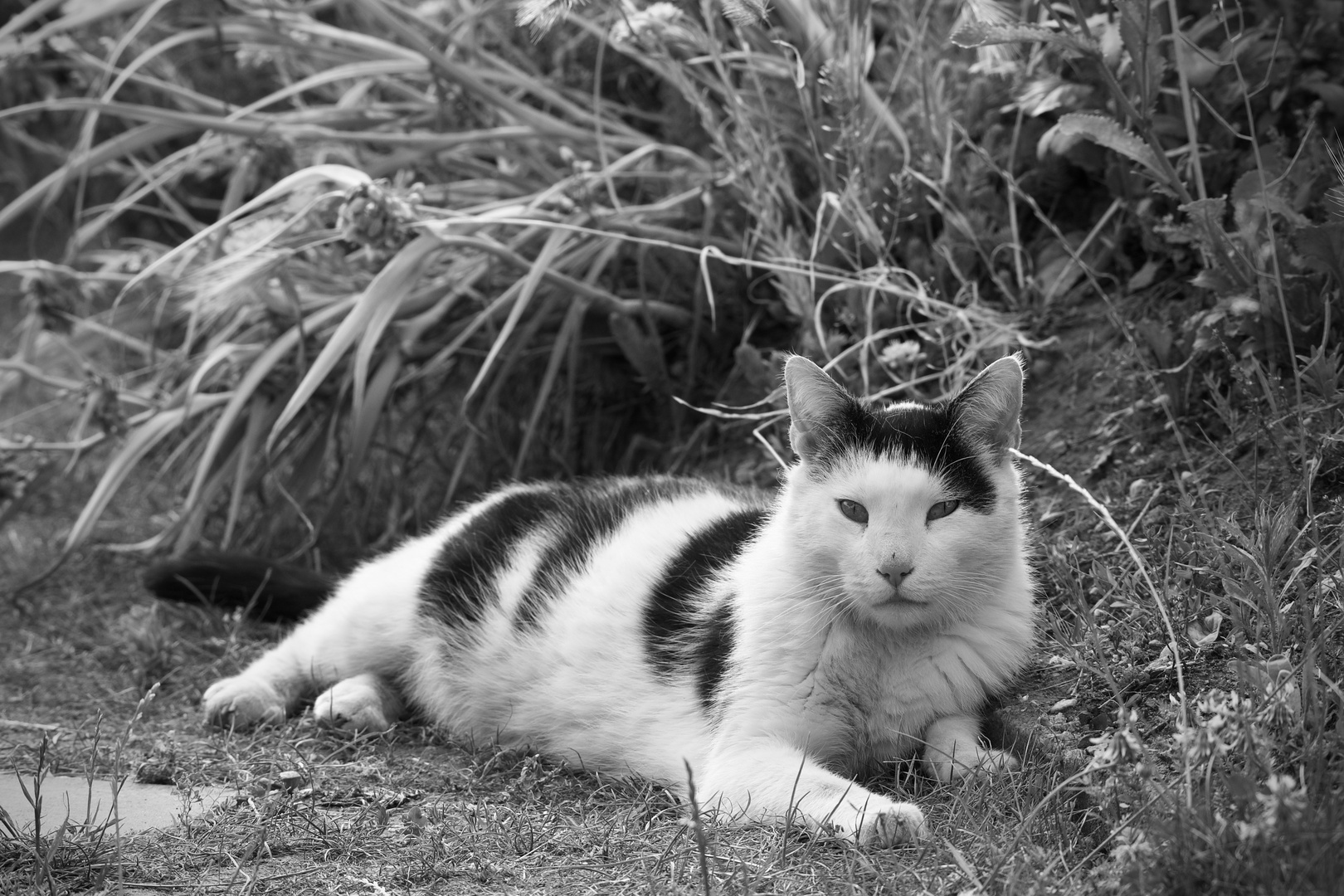 Chef im Garten