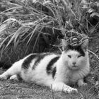 Chef im Garten