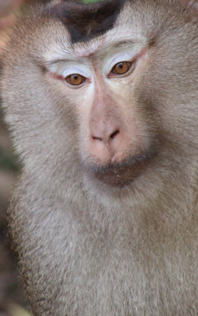 Chef-Makake im Kao Yai Nationalpark Thailand