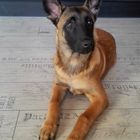 "Chef" Malinois