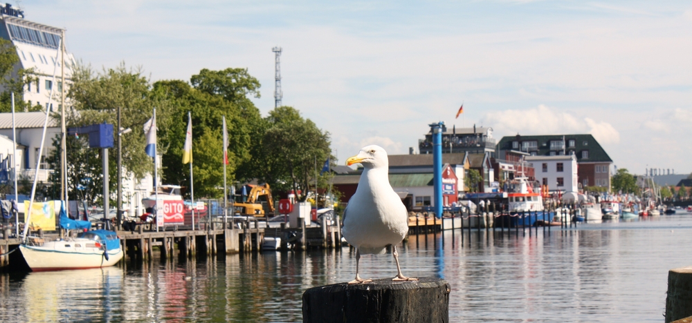 Chef vom Hafen Warnemünde