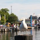 Chef vom Hafen Warnemünde