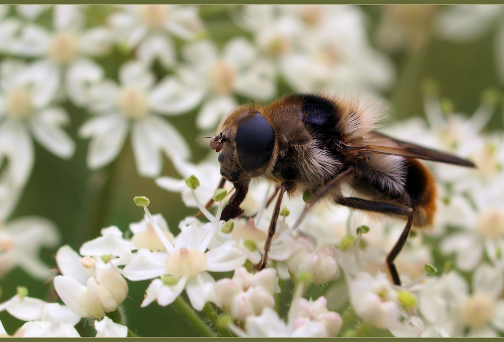 Cheilosia illustrata