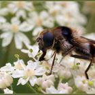 Cheilosia illustrata