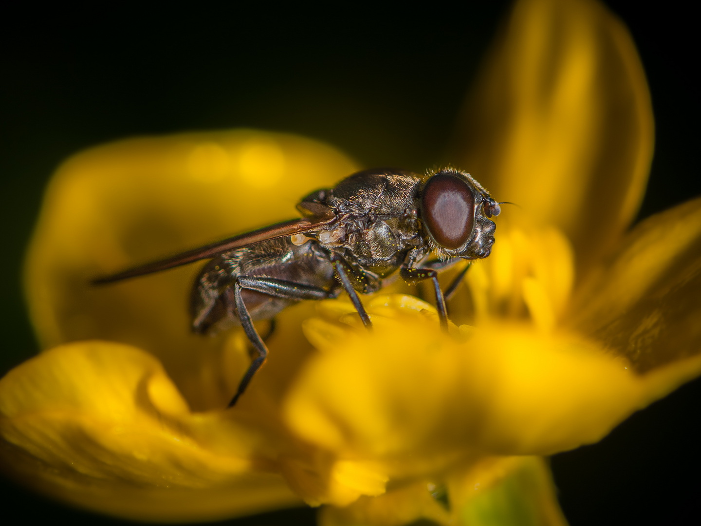  Cheilosia sp.