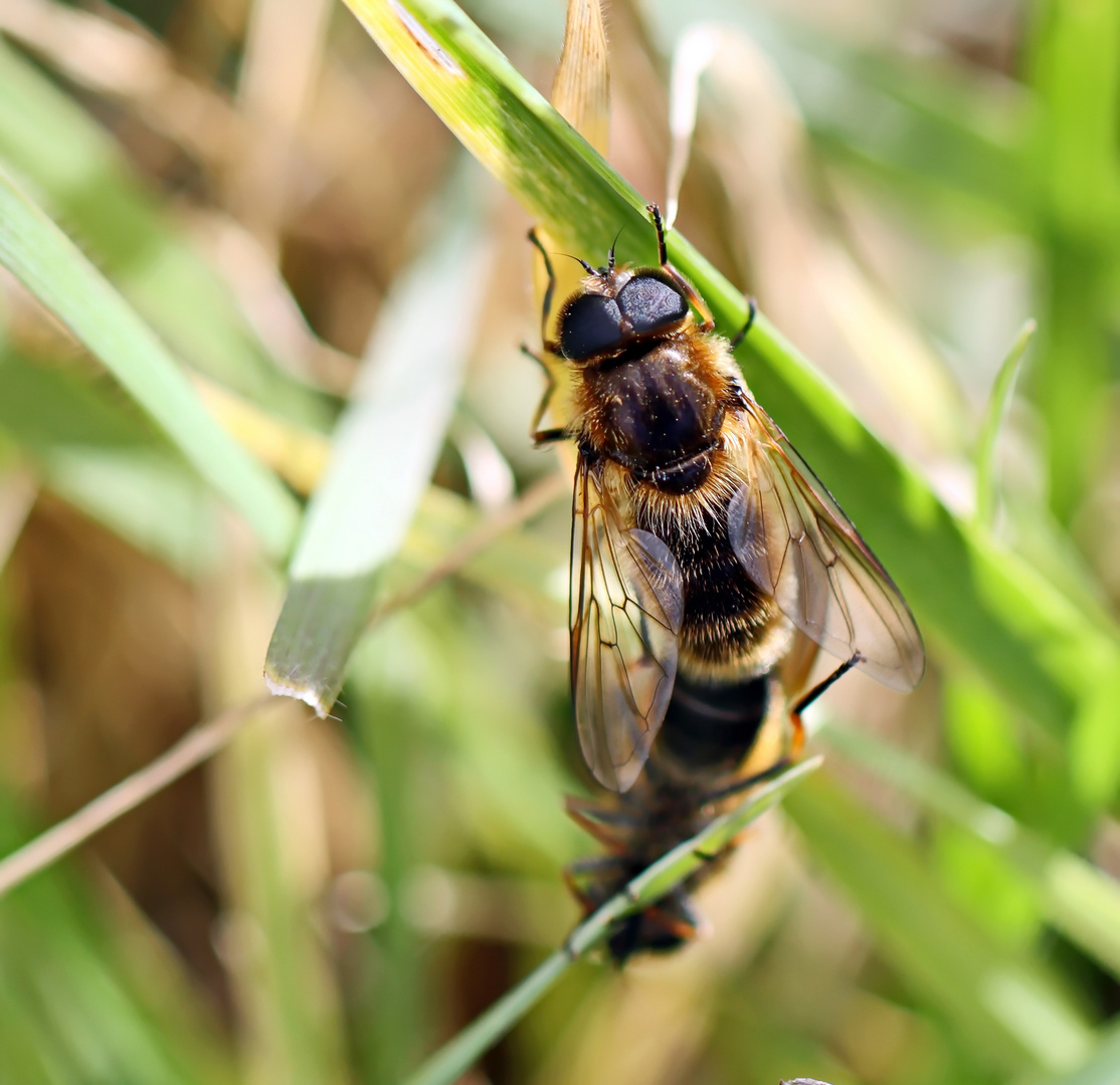 Cheilosia , unbestimmt