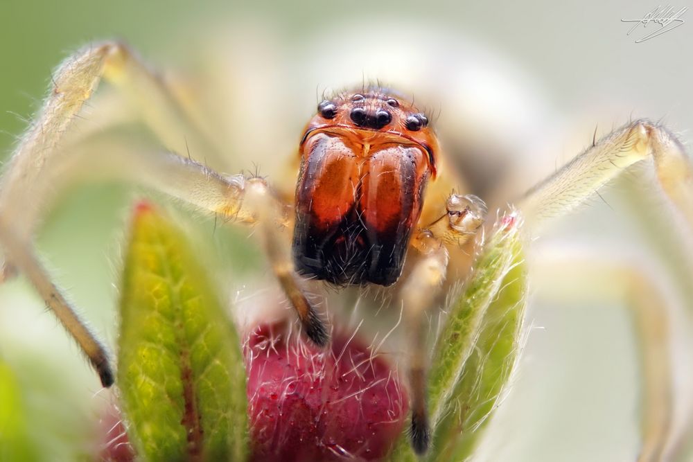 Cheiracanthium erraticum Weibchen Foto & Bild natur, nahaufnahme