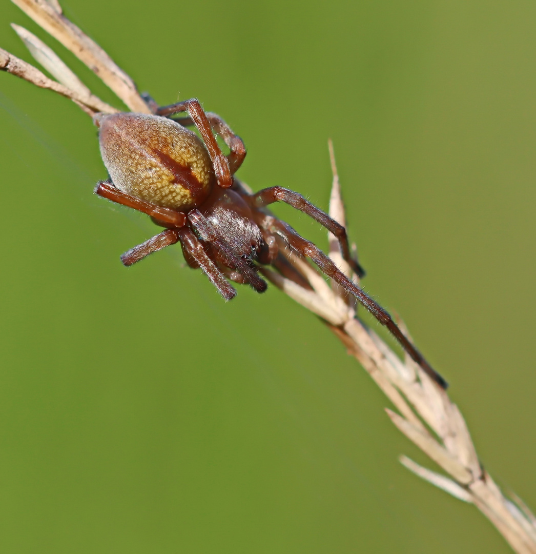 Cheiracanthium oncognathum Nr.1