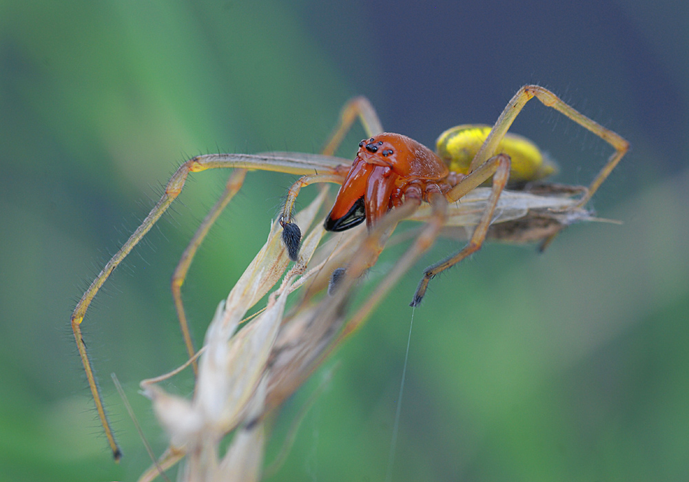 Cheiracanthium punctorium