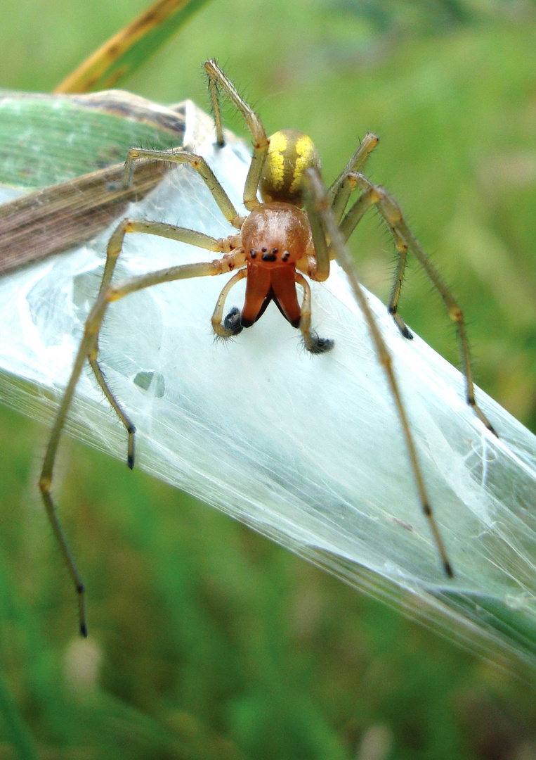 Cheiracanthium punctorium male (Dornfinger)