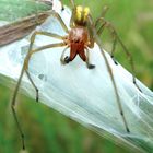 Cheiracanthium punctorium male (Dornfinger)