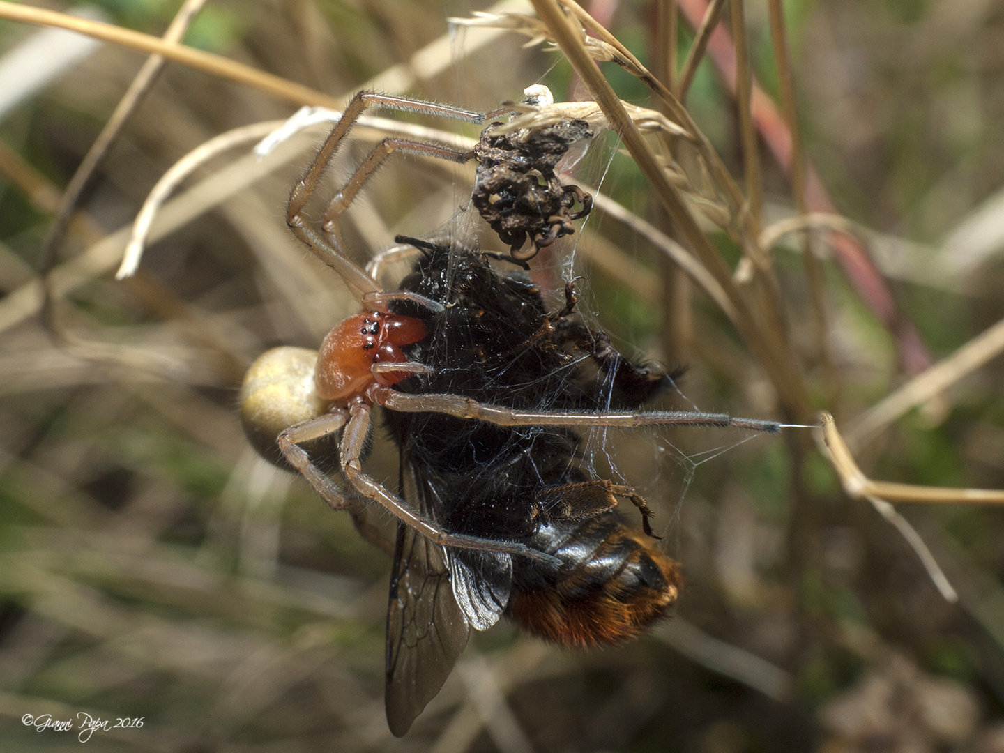 Cheiracanthium_punctorium