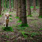 Chela alleine im Wald