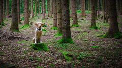 Chela alleine im Wald