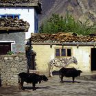 Chele houses with its domestic animals