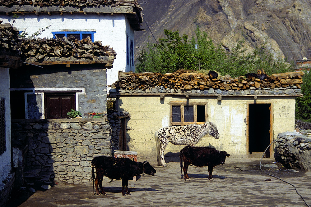 Chele houses with its domestic animals
