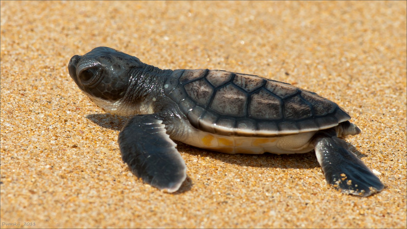 Chelonia mydas