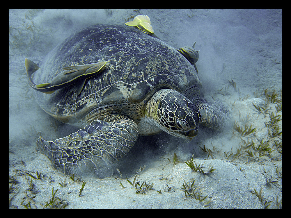 Chelonia mydas (Grüne Schildkröte)