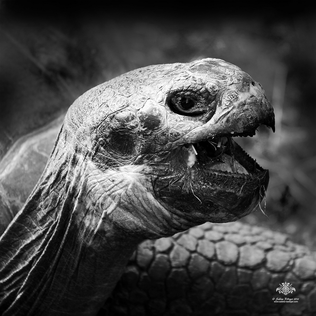 Chelonoidis nigra Foto & Bild tiere, zoo, wildpark & falknerei