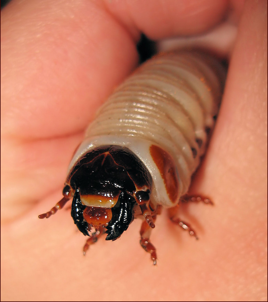 Chelorrhina polyphemus Larve